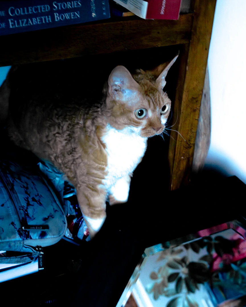 Fotografia documental - Gene o gato por Talles Gomes (Jimmyleto)